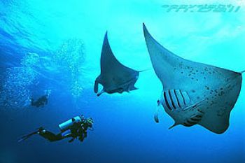 red sea - manta rays - Nik. F90 in Subal by Manfred Bail 